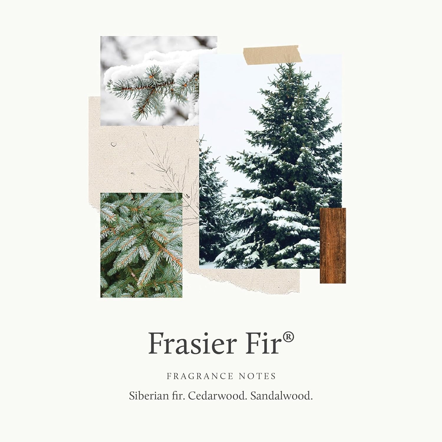 Frasier Fir Fragrant Refresher Oil - Aromatherapy Oil - Long Lasting Scent (1 Fl Oz)